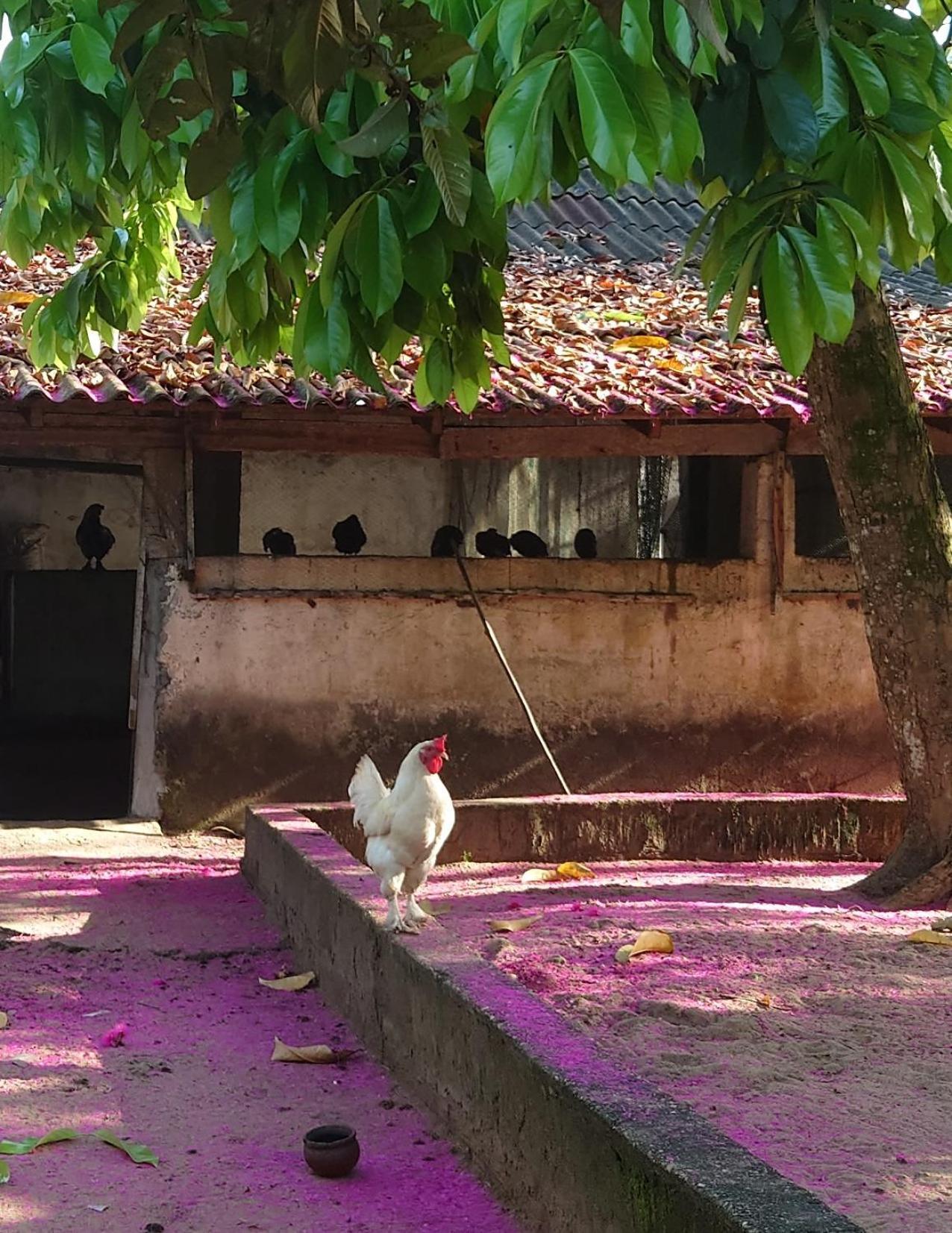 Rundbungalow Auf Lionsrest Grand-Bassam Luaran gambar